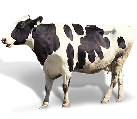 Cow_small